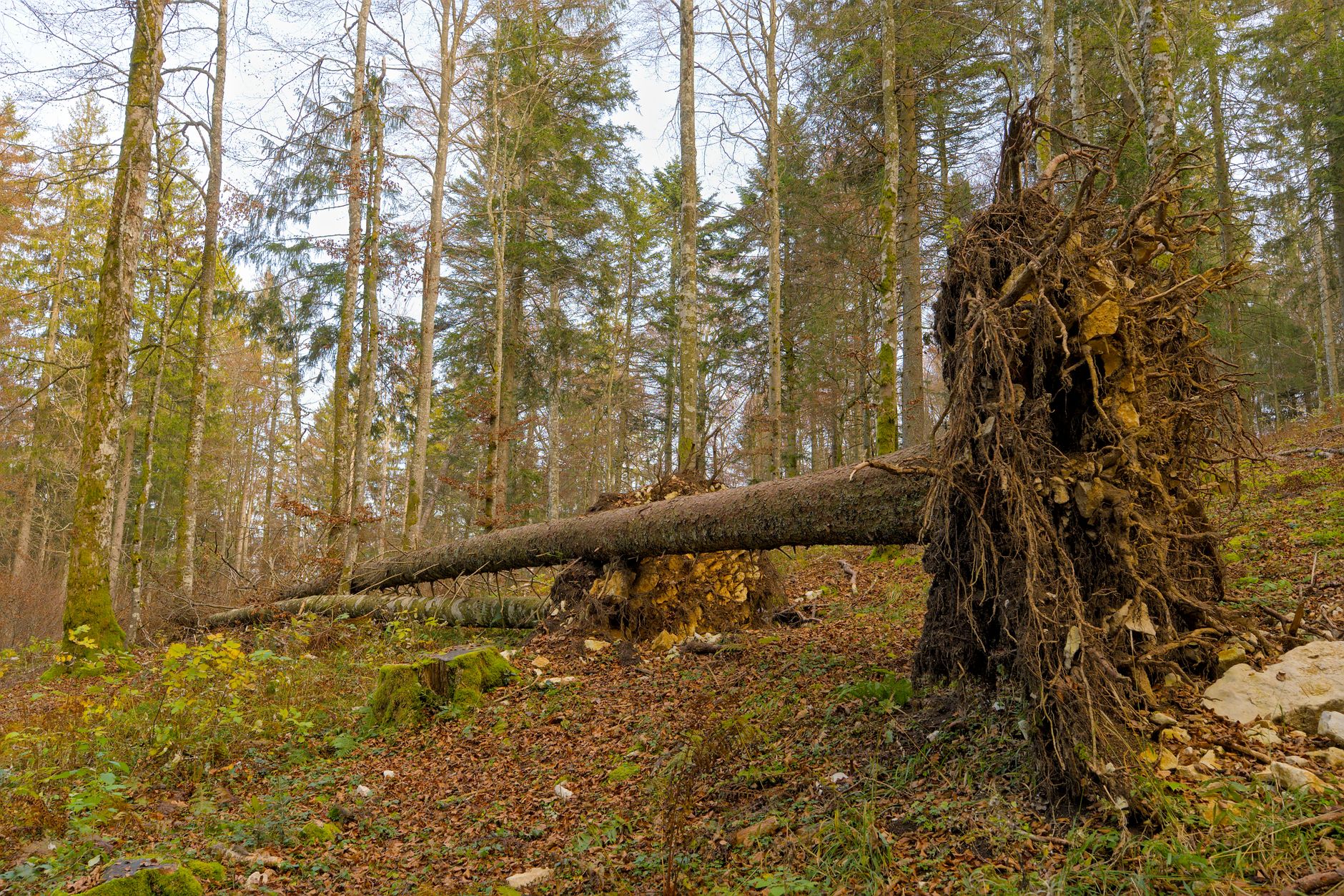 Enlèvement arbre urgence à Metz